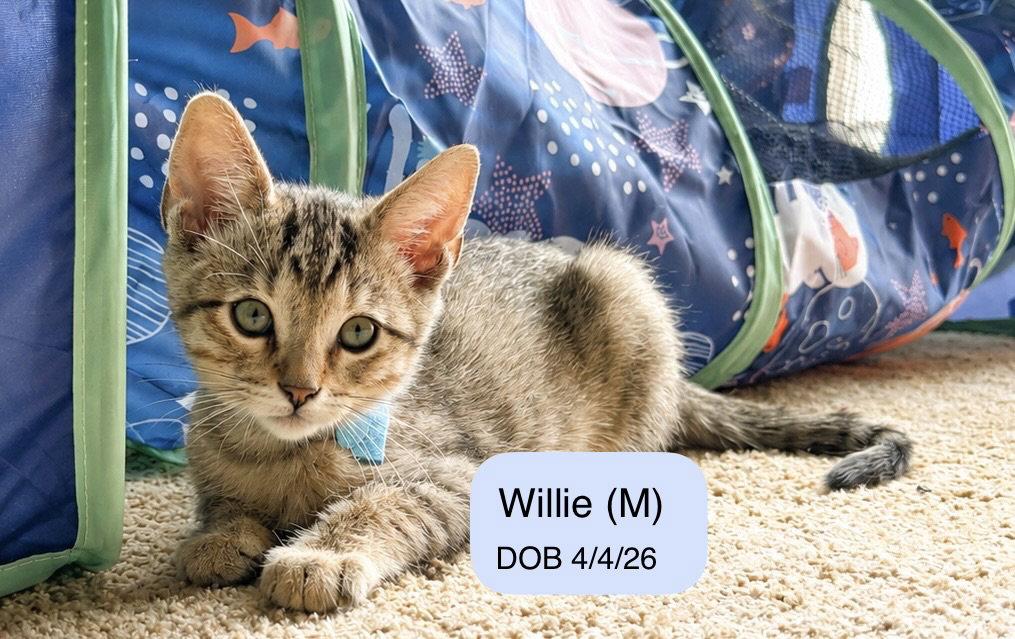 Enlarge Willie, a Adopted mixed breed in Vacaville, CA image 2/2