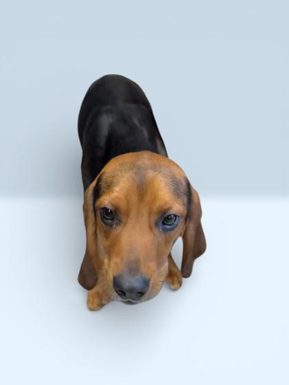 Enlarge Don, a Adoptable mixed breed in Cumberland, MD image 1/1