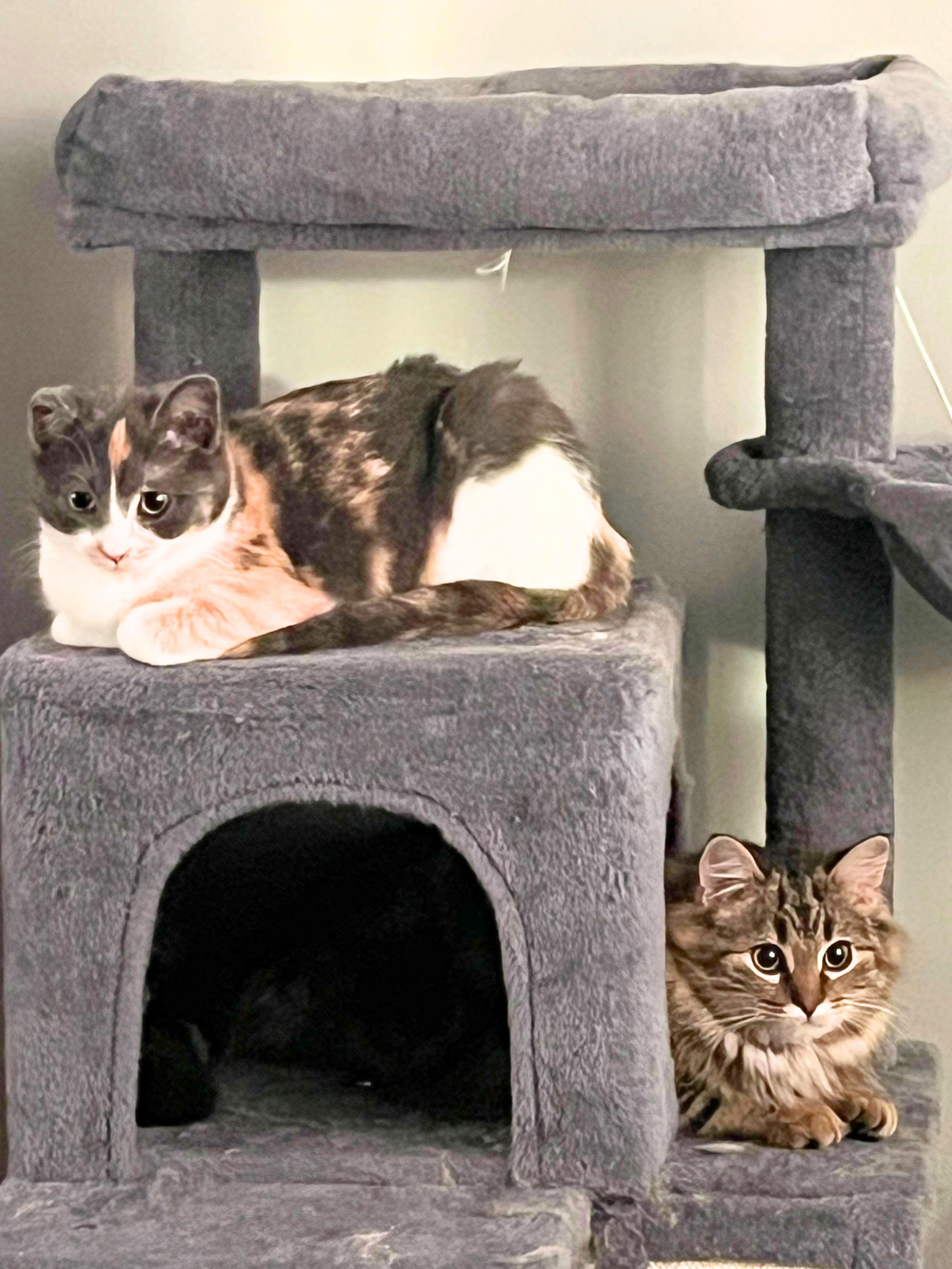 Enlarge Eclaire, a Adoptable mixed breed in Steinbach, MB image 1/6