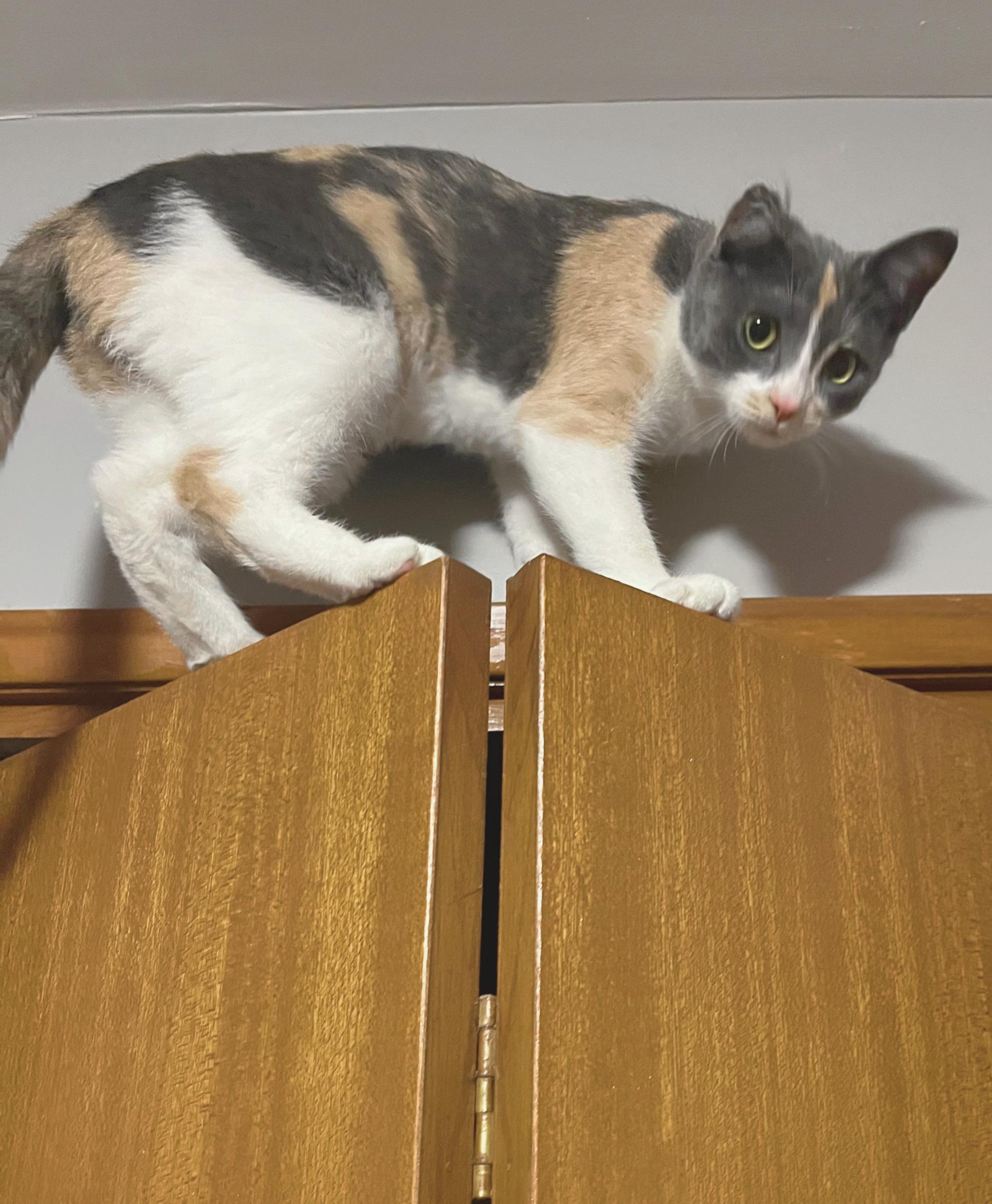 Enlarge Eclaire, a Adoptable mixed breed in Steinbach, MB image 2/6