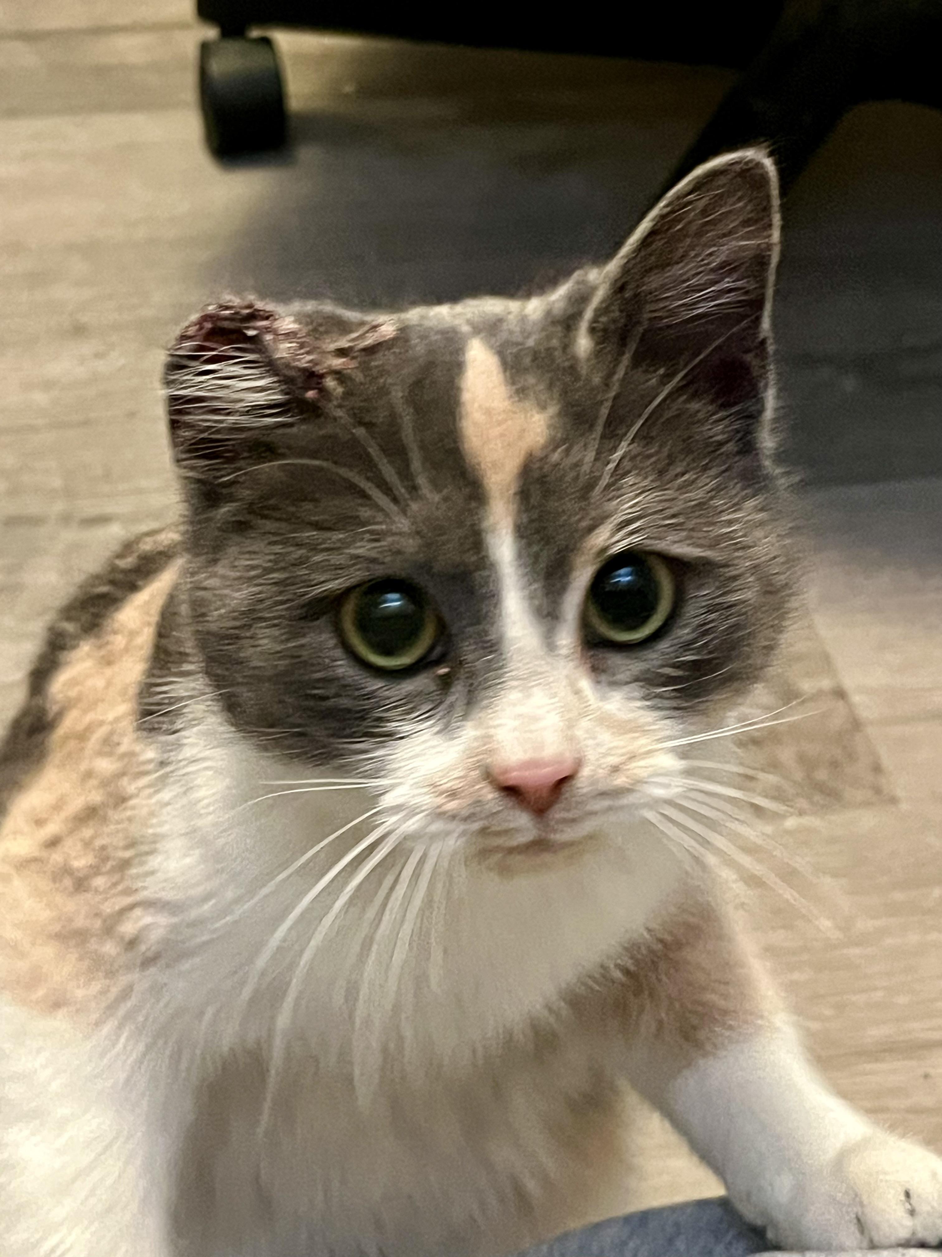 Enlarge Eclaire, a Adoptable mixed breed in Steinbach, MB image 1/6