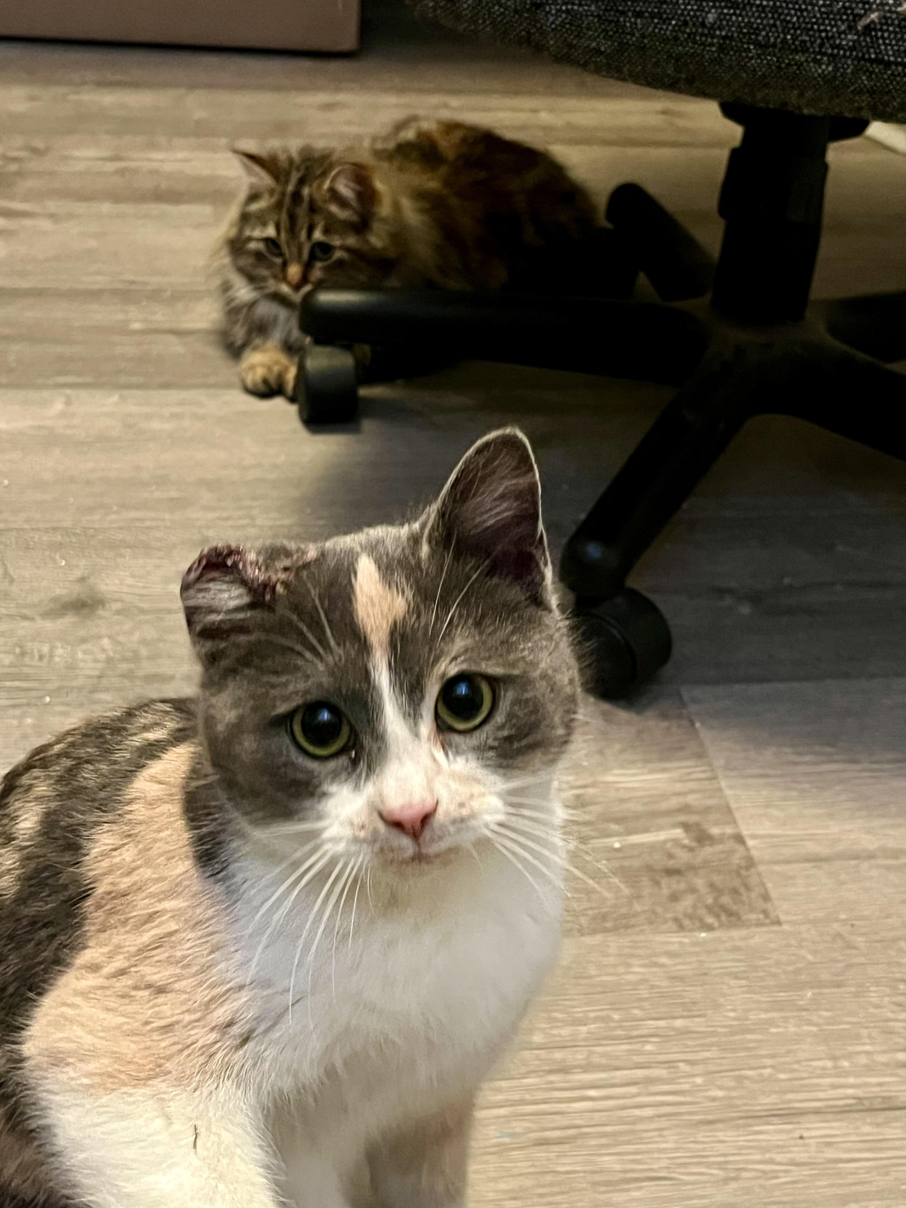 Eclaire, Adoptable, Young Female Domestic Short Hair.