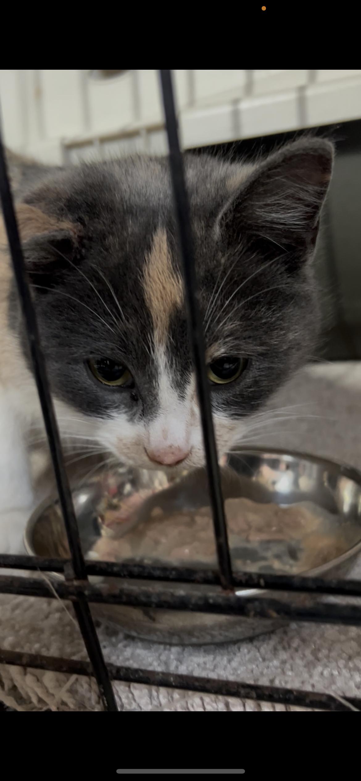 Enlarge Eclaire, a Adoptable mixed breed in Steinbach, MB image 3/6