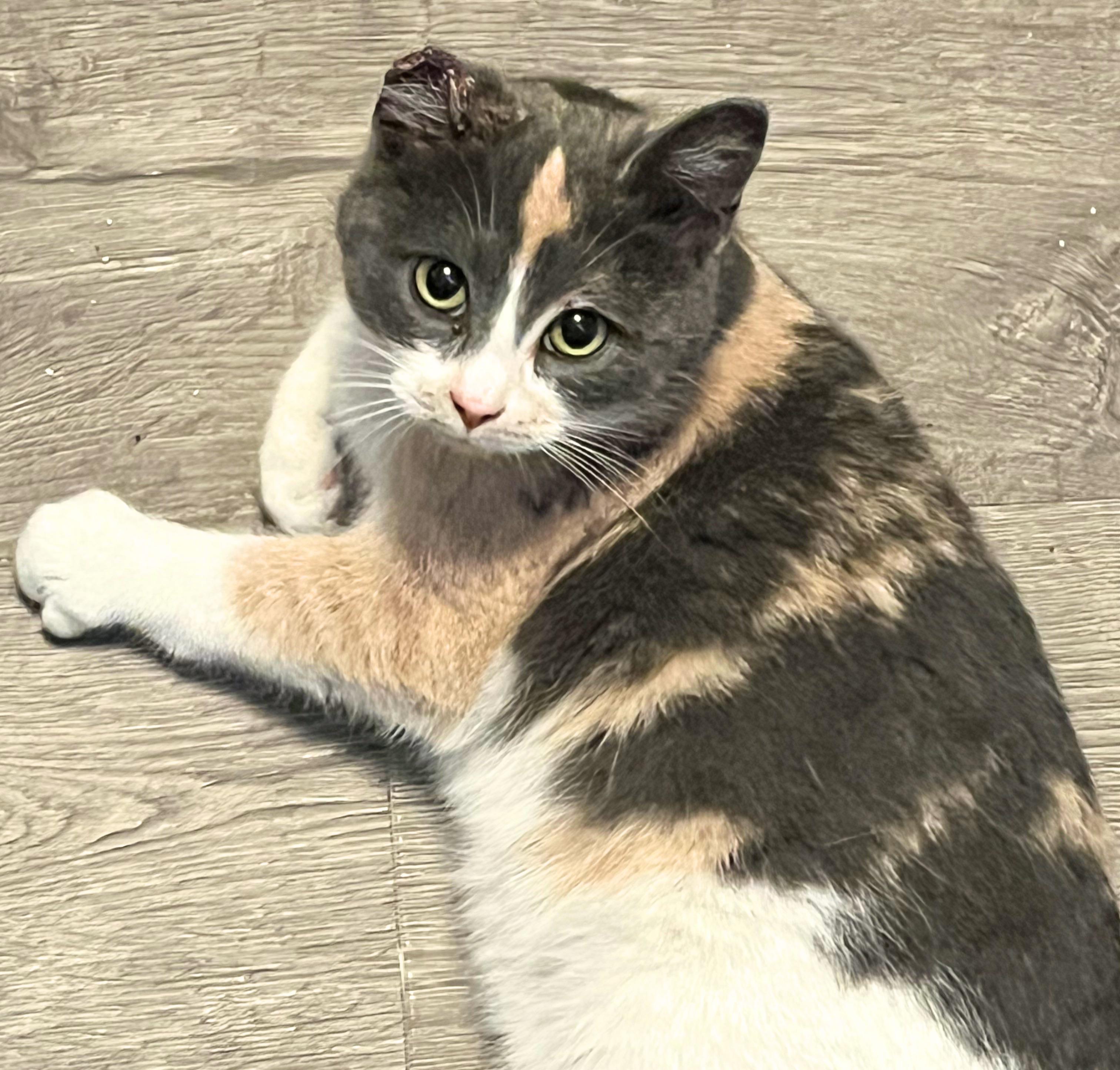 Enlarge Eclaire, a Adoptable mixed breed in Steinbach, MB image 3/6