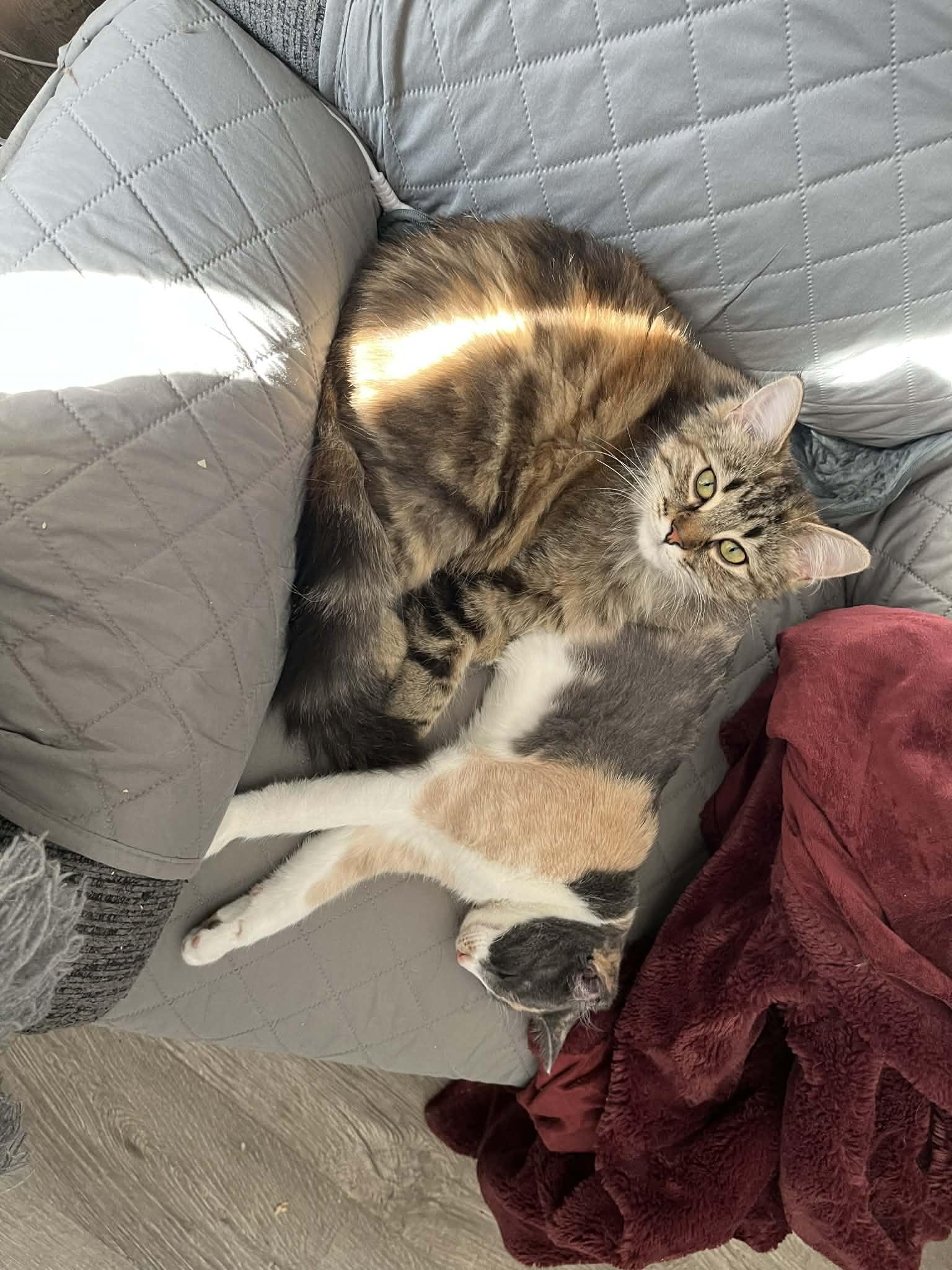 Enlarge Eclaire, a Adoptable mixed breed in Steinbach, MB image 4/6