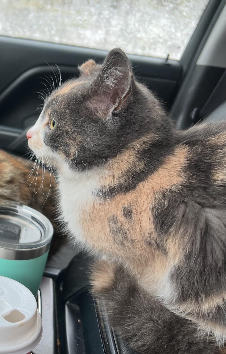 Eclaire, Adoptable, Young Female Domestic Short Hair.