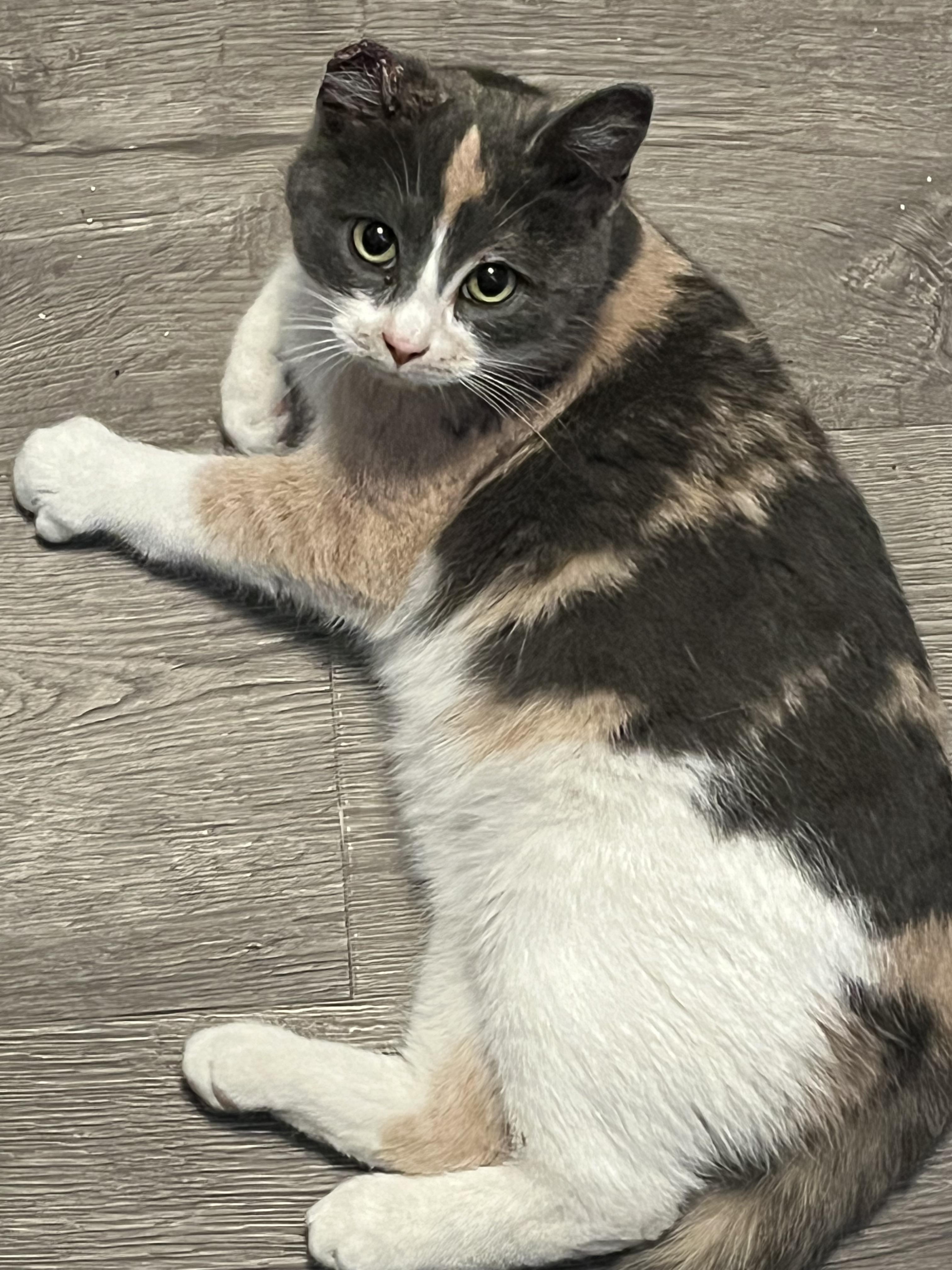 Enlarge Eclaire, a Adoptable mixed breed in Steinbach, MB image 5/6