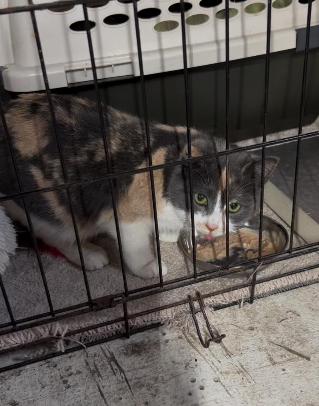 Enlarge Eclaire, a Adoptable mixed breed in Steinbach, MB image 6/6