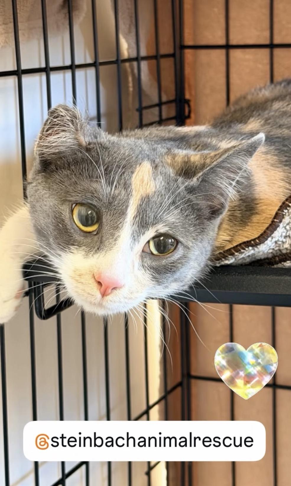 Enlarge Eclaire, a Adoptable mixed breed in Steinbach, MB image 6/6