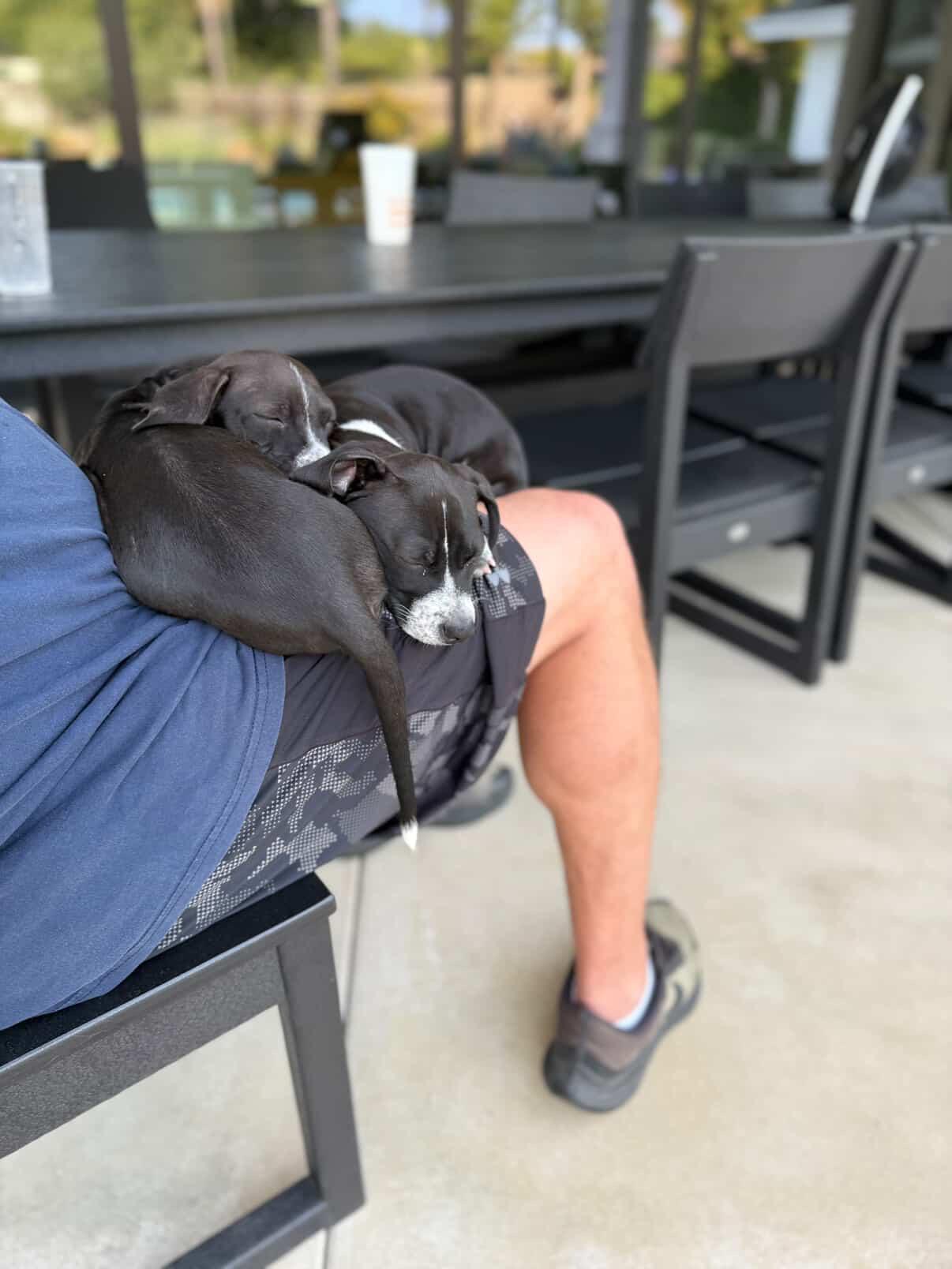 Wren ~ affectionate bff, a Adoptable mixed breed in Irvine, CA image 2/3