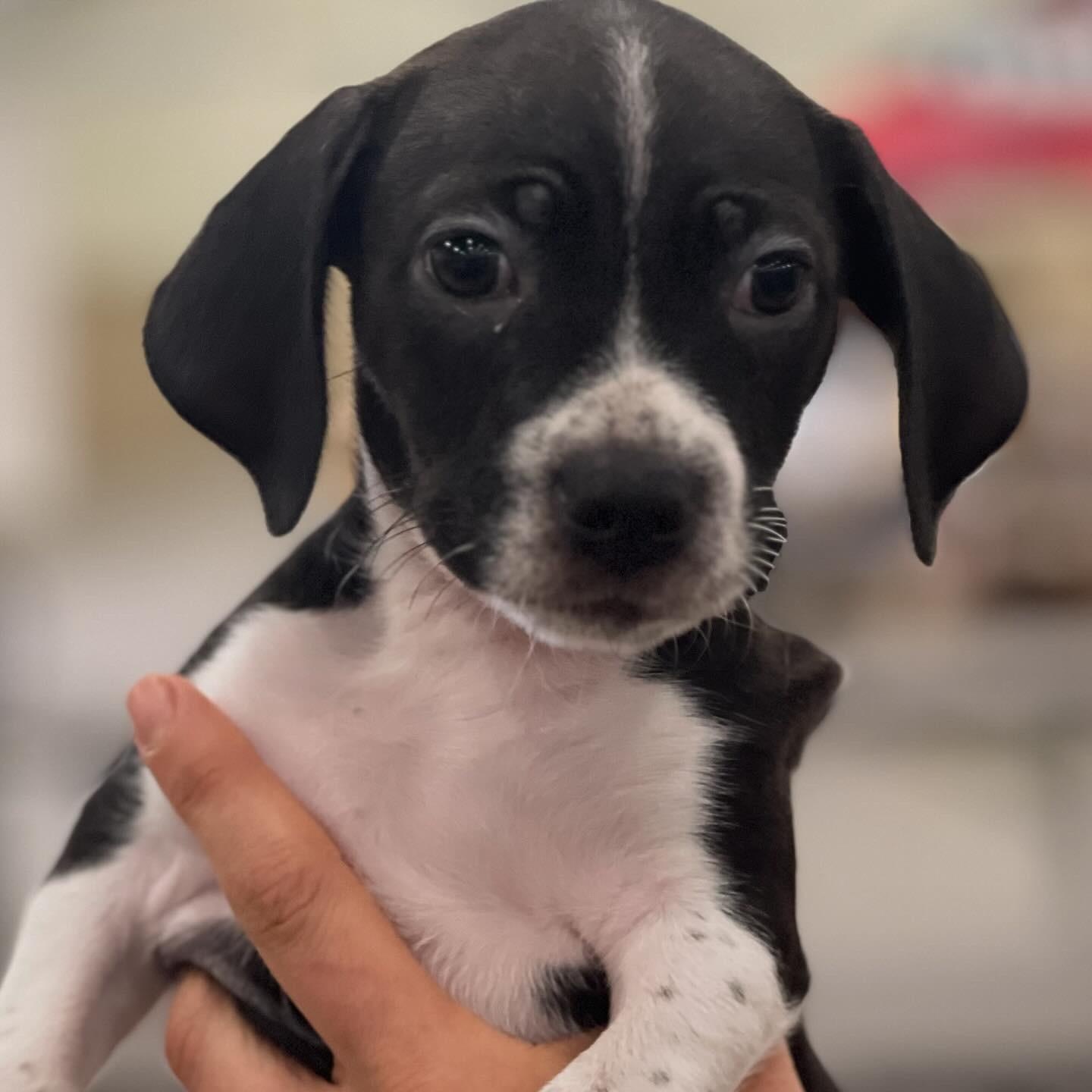 Wren ~ affectionate bff, a Adoptable mixed breed in Irvine, CA image 3/3