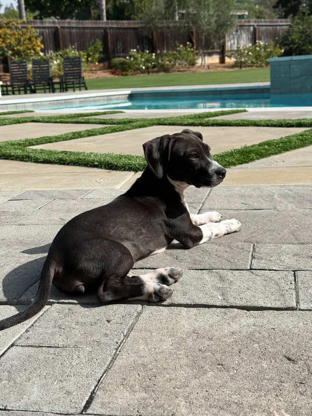 Wren ~ affectionate bff, a Adoptable mixed breed in Irvine, CA image 1/3