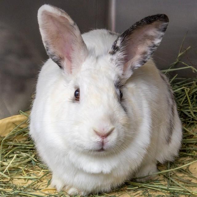 Enlarge BONNIE, a Adoptable Bunny Rabbit in Saint Louis, MO image 1/1