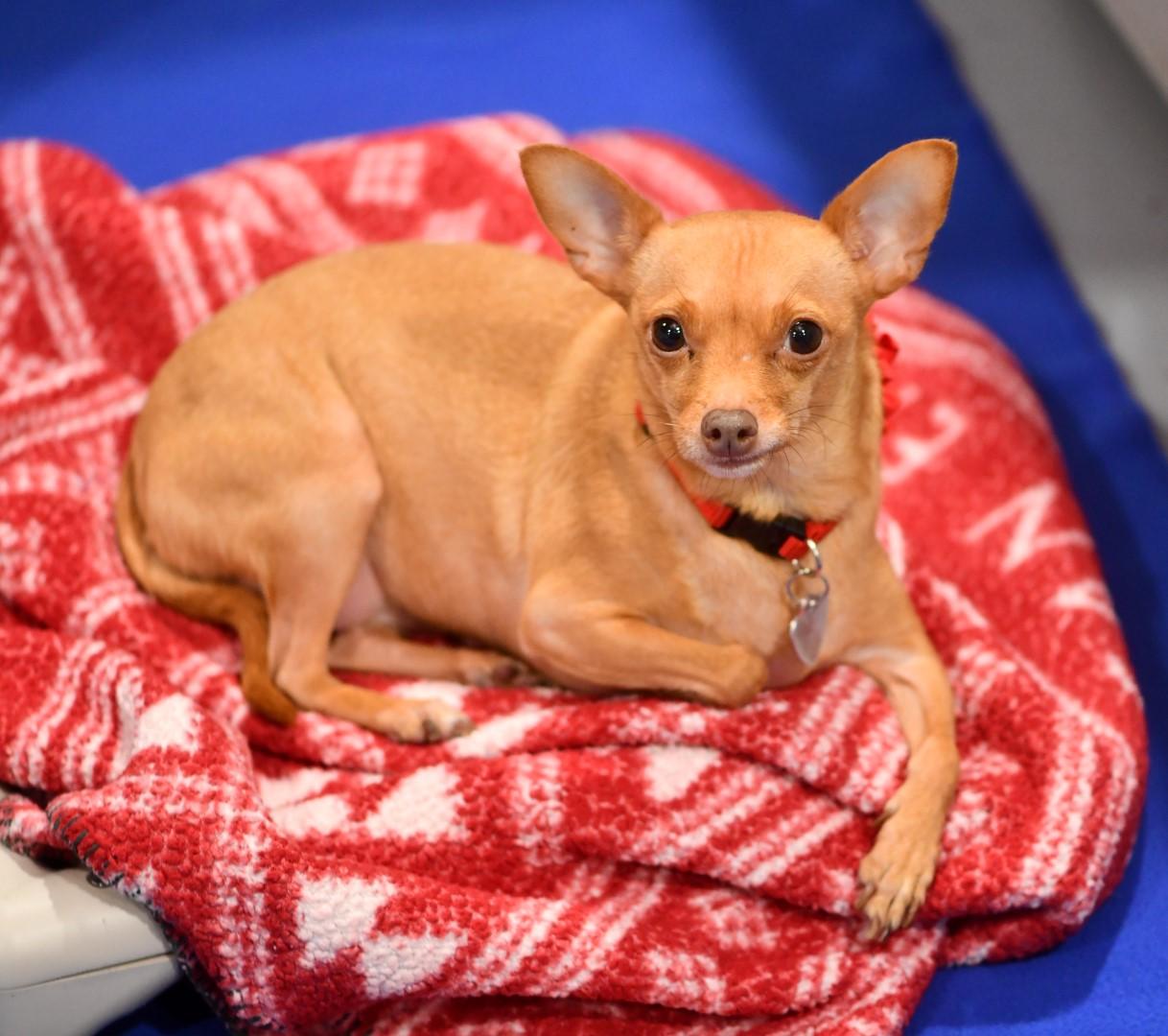 Enlarge Minerva, a Adoptable Chihuahua in Seattle, WA image 1/1
