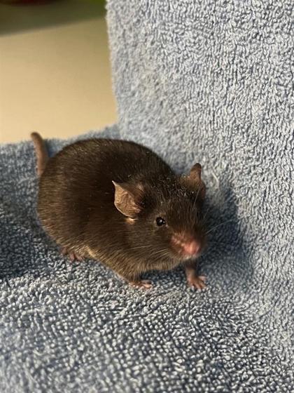 Wednesday, Adoptable, Young Male Mouse.