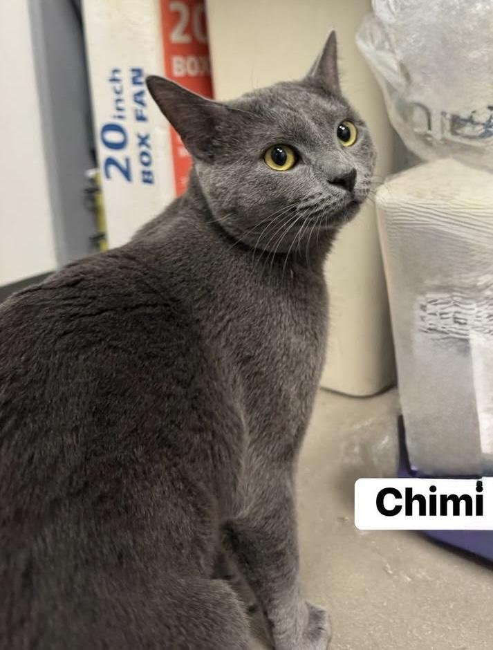 Enlarge Chimi , a ADOPTABLE Domestic Short Hair in Staten Island, NY image 1/3