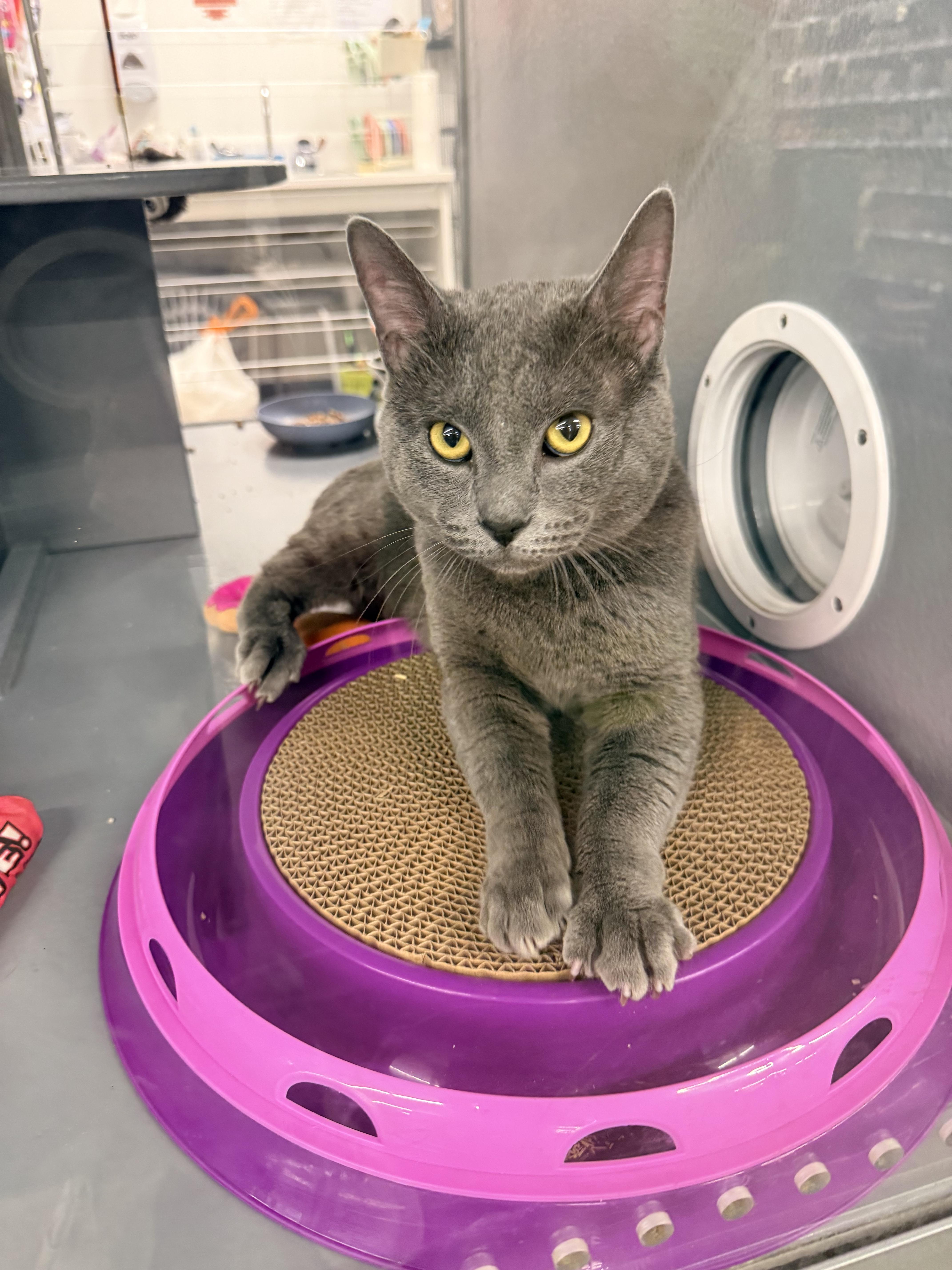 Enlarge Chimi , a ADOPTABLE Domestic Short Hair in Staten Island, NY image 2/3