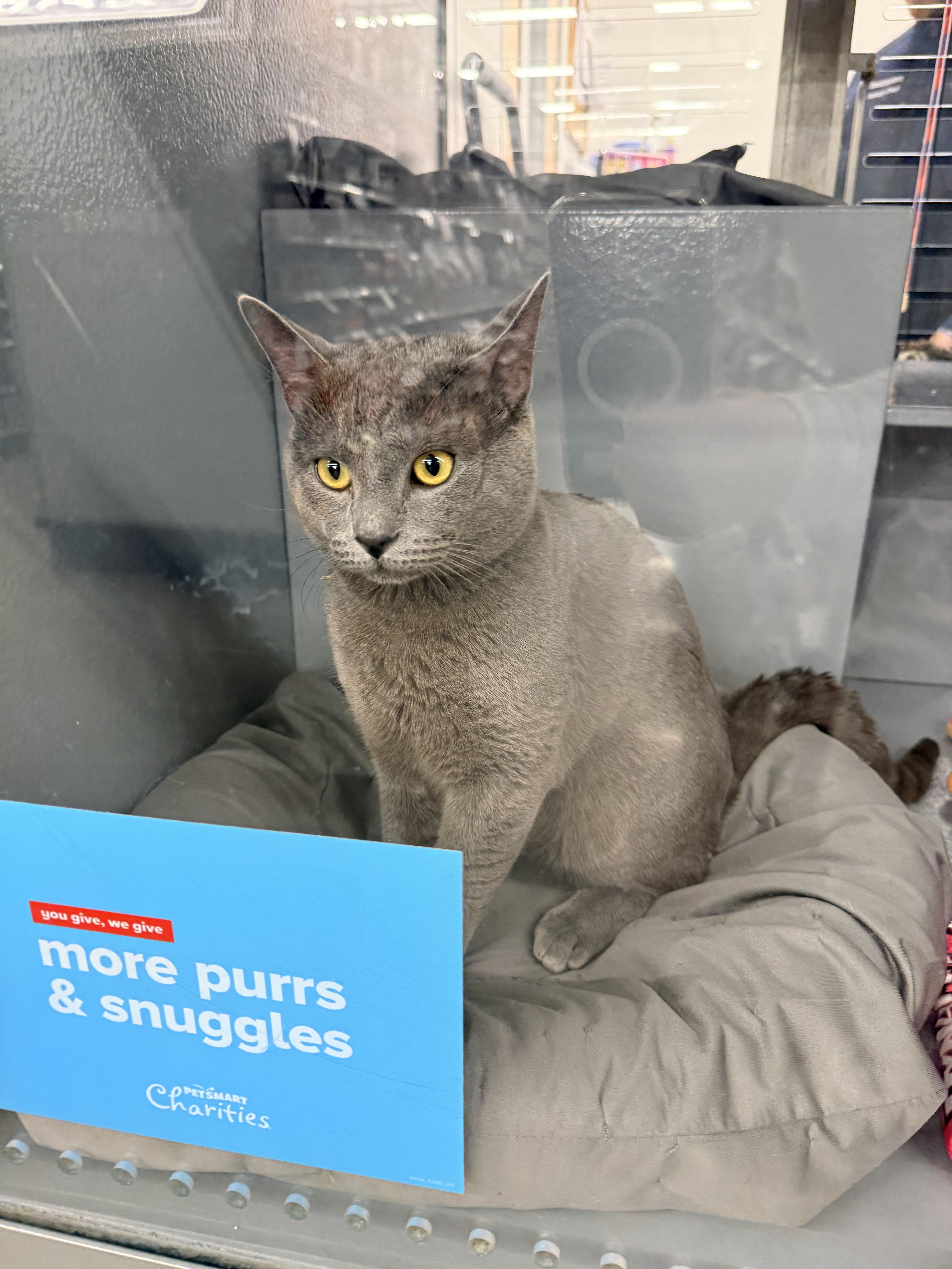 Enlarge Chimi , a ADOPTABLE Domestic Short Hair in Staten Island, NY image 3/3