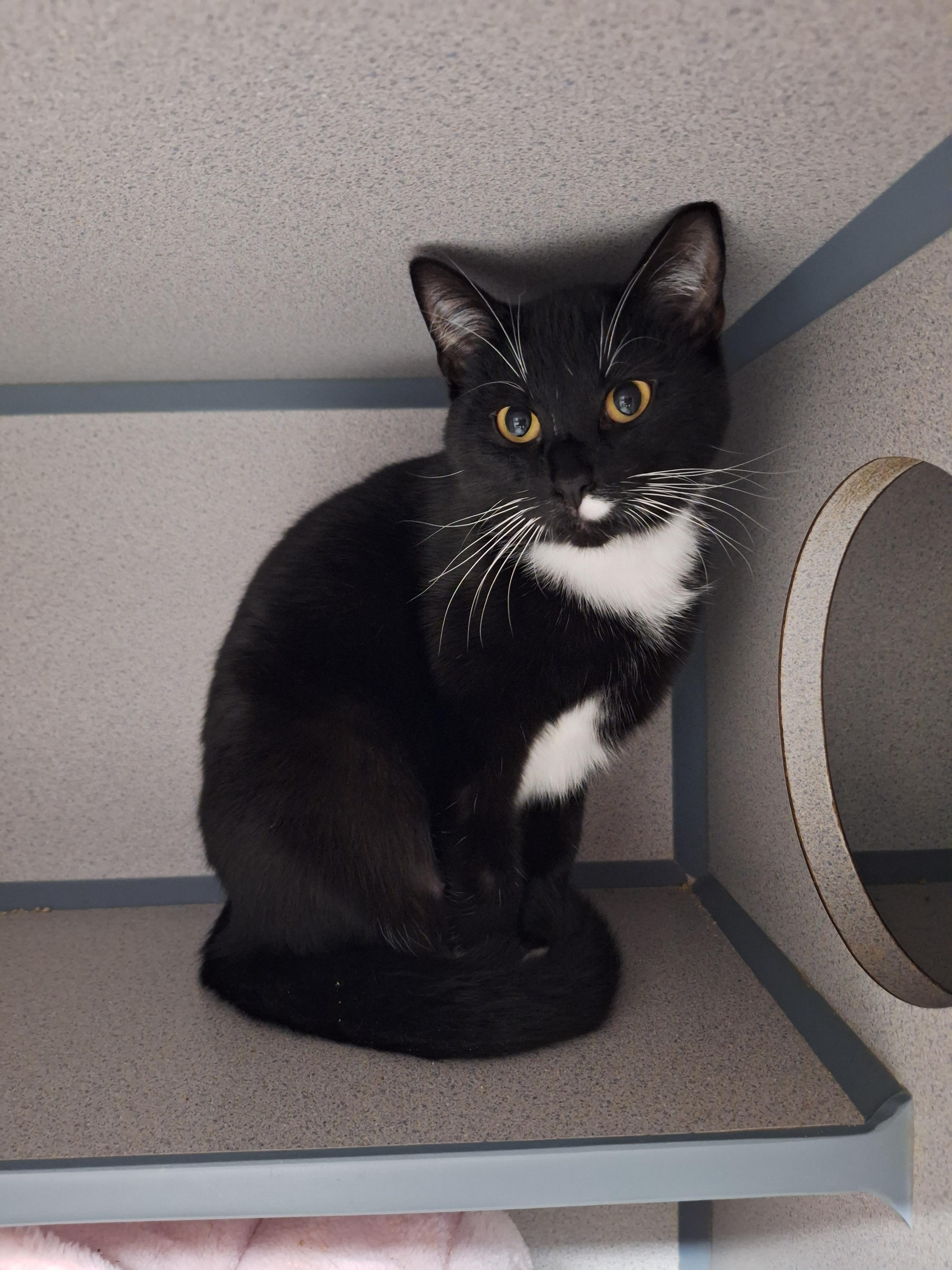 Enlarge Lucille, a Adoptable Domestic Short Hair in Dayton, OH image 1/1