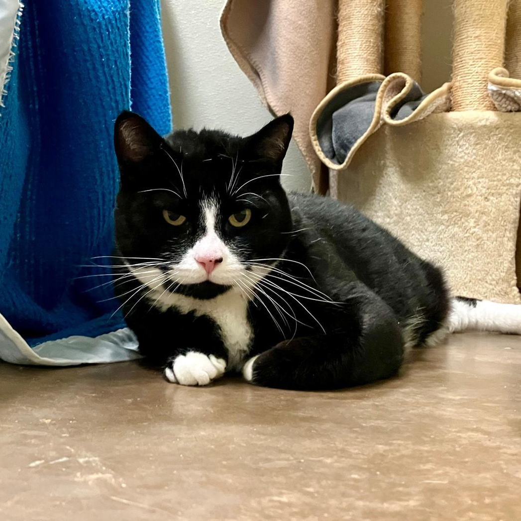 Enlarge Orca, a Adoptable Domestic Short Hair in Friday Harbor, WA image 2/6