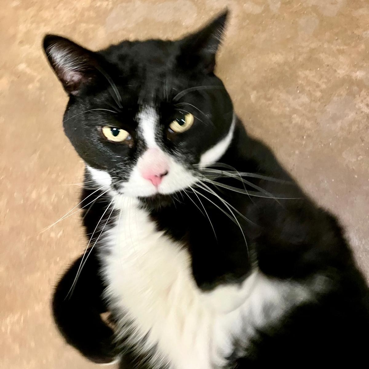 Enlarge Orca, a Adoptable Domestic Short Hair in Friday Harbor, WA image 4/6