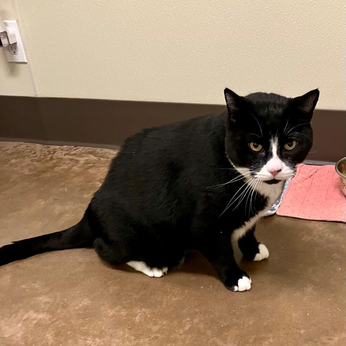 Enlarge Orca, a Adoptable Domestic Short Hair in Friday Harbor, WA image 6/6