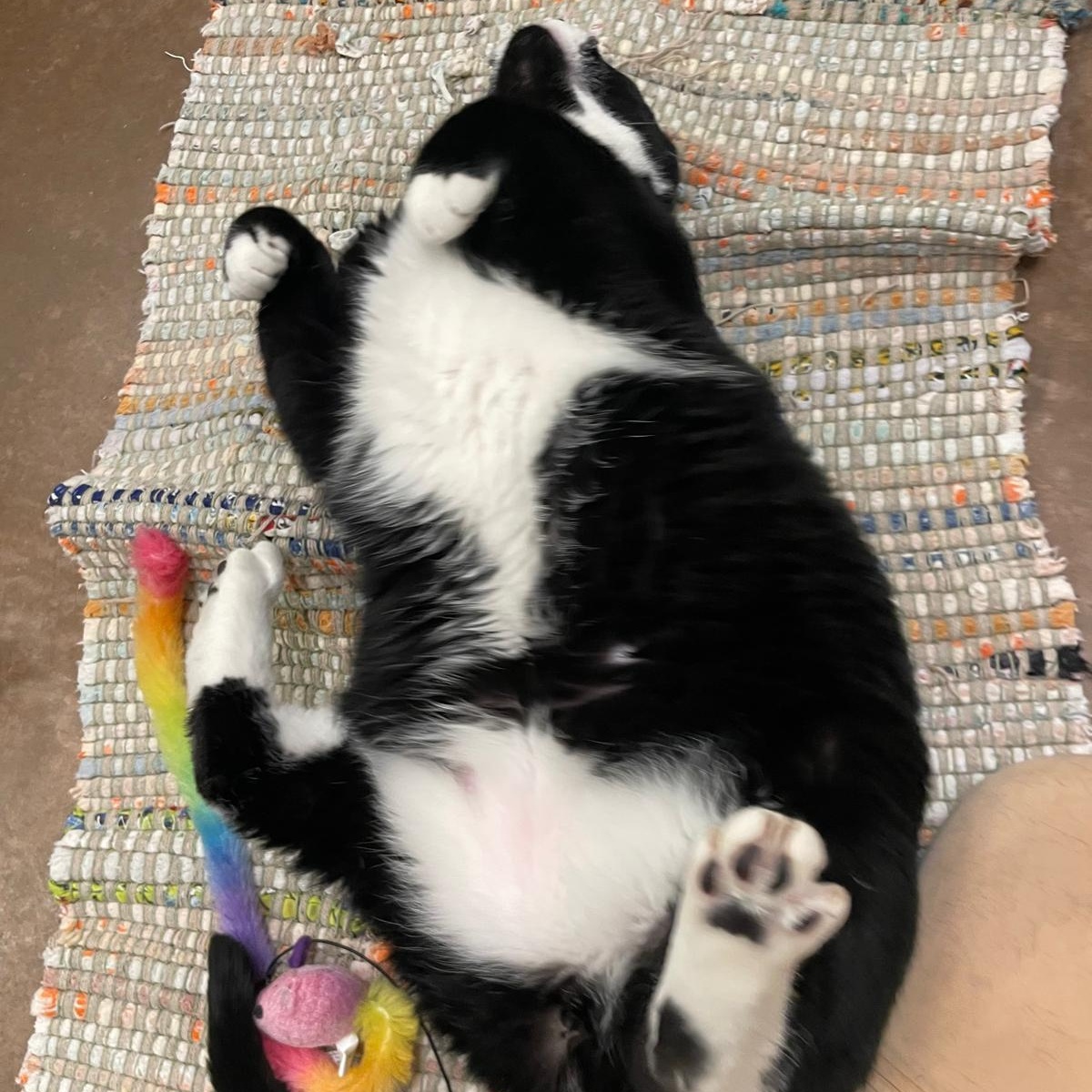 Enlarge Orca, a Adoptable Domestic Short Hair in Friday Harbor, WA image 3/6