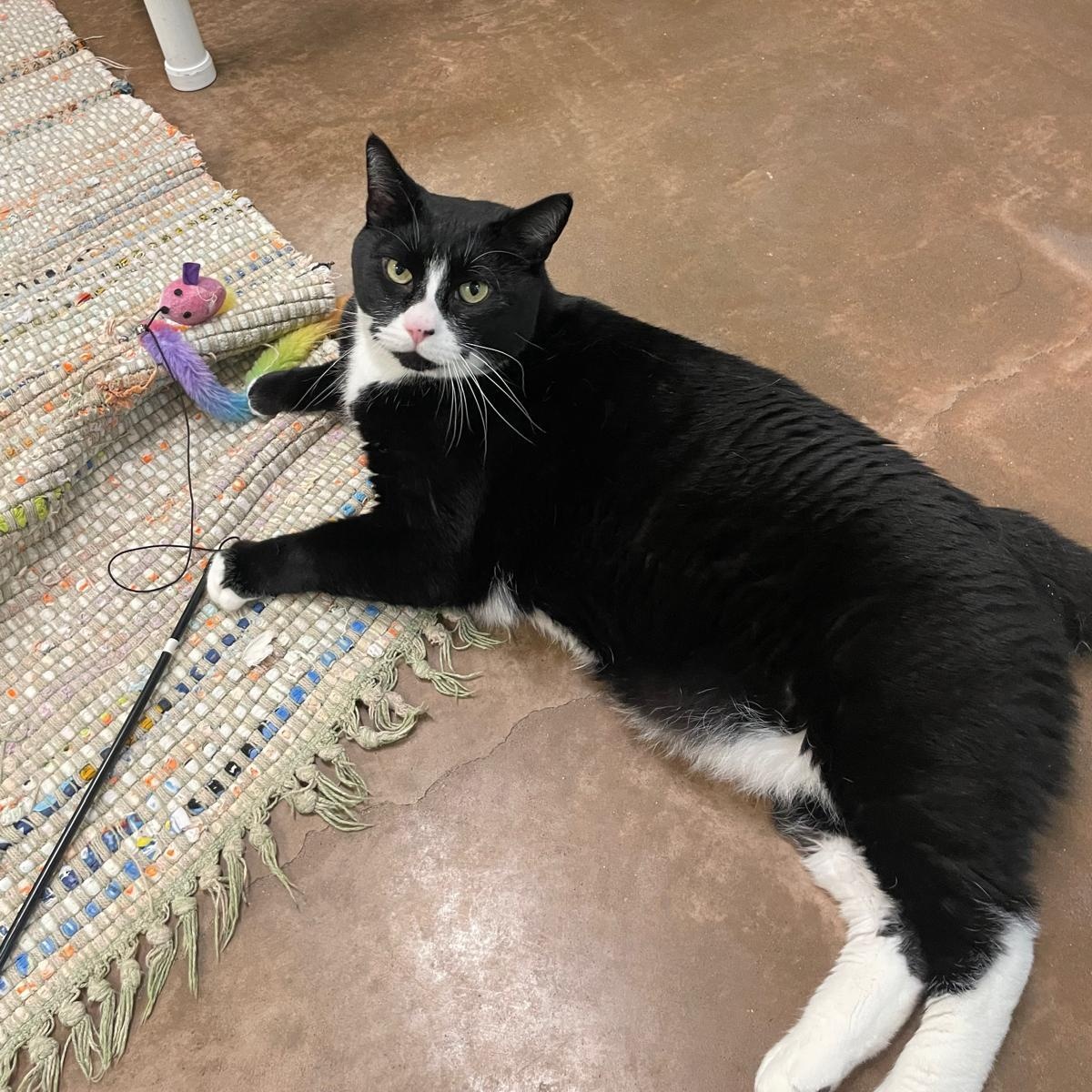 Enlarge Orca, a Adoptable Domestic Short Hair in Friday Harbor, WA image 5/6