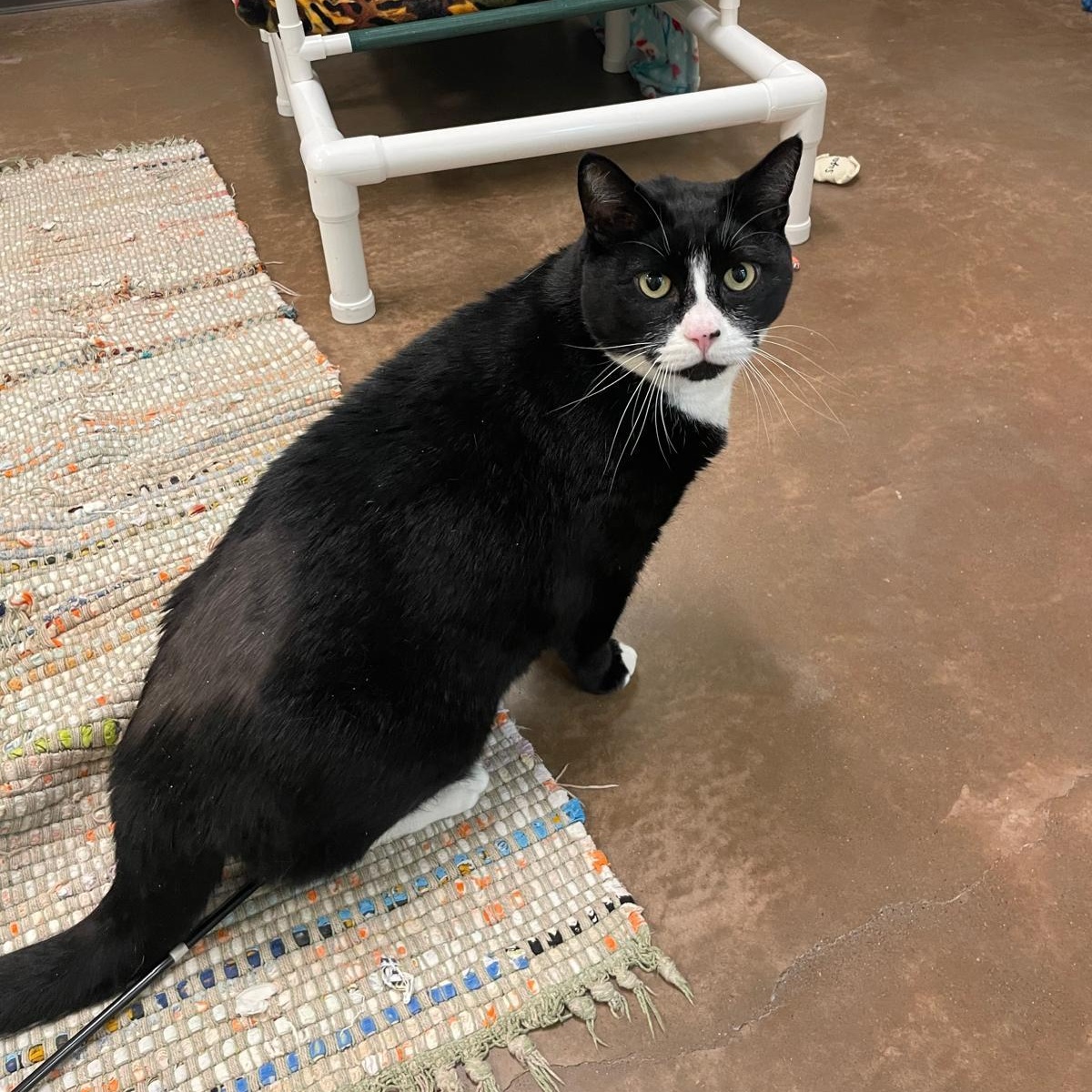 Orca, Adoptable, Adult Male Domestic Short Hair.