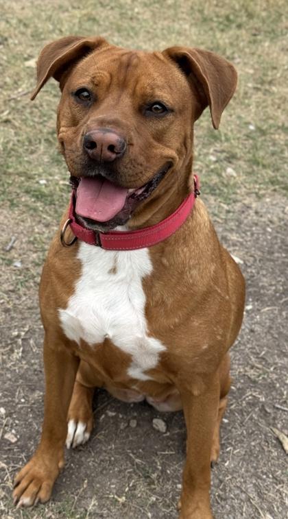 Garnet — thumbnail 2