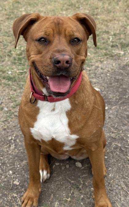 Garnet — thumbnail 3