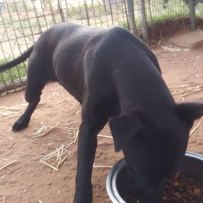 Velvet, Adoptable, Young Female German Shepherd Dog.