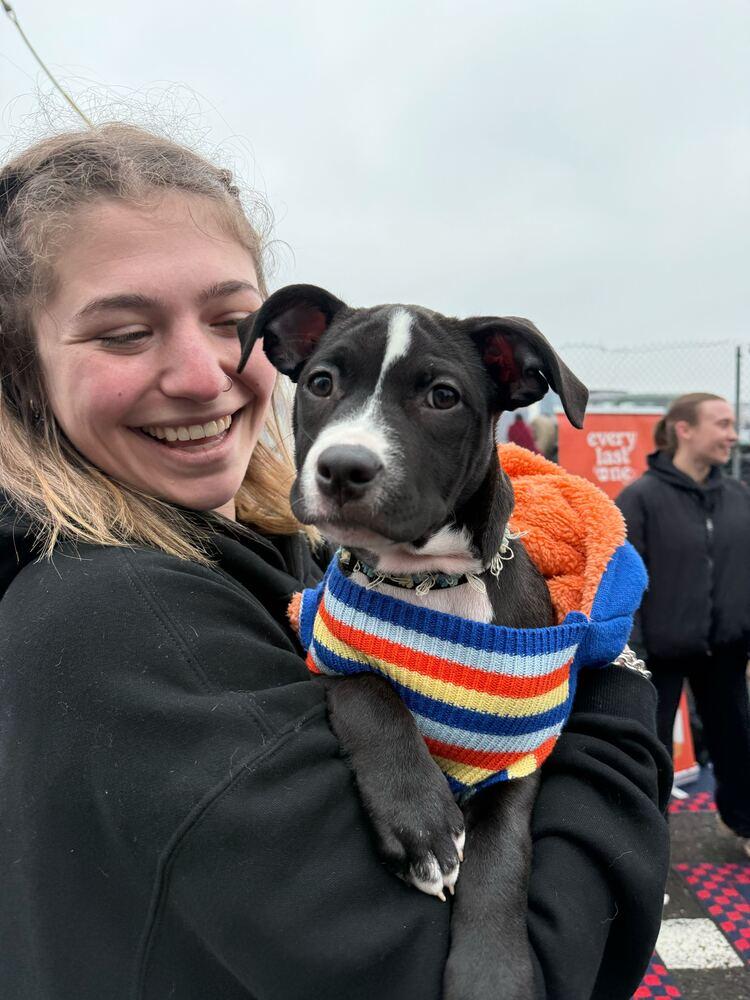 Pip, Adoptable, Puppy Female Mixed Breed.