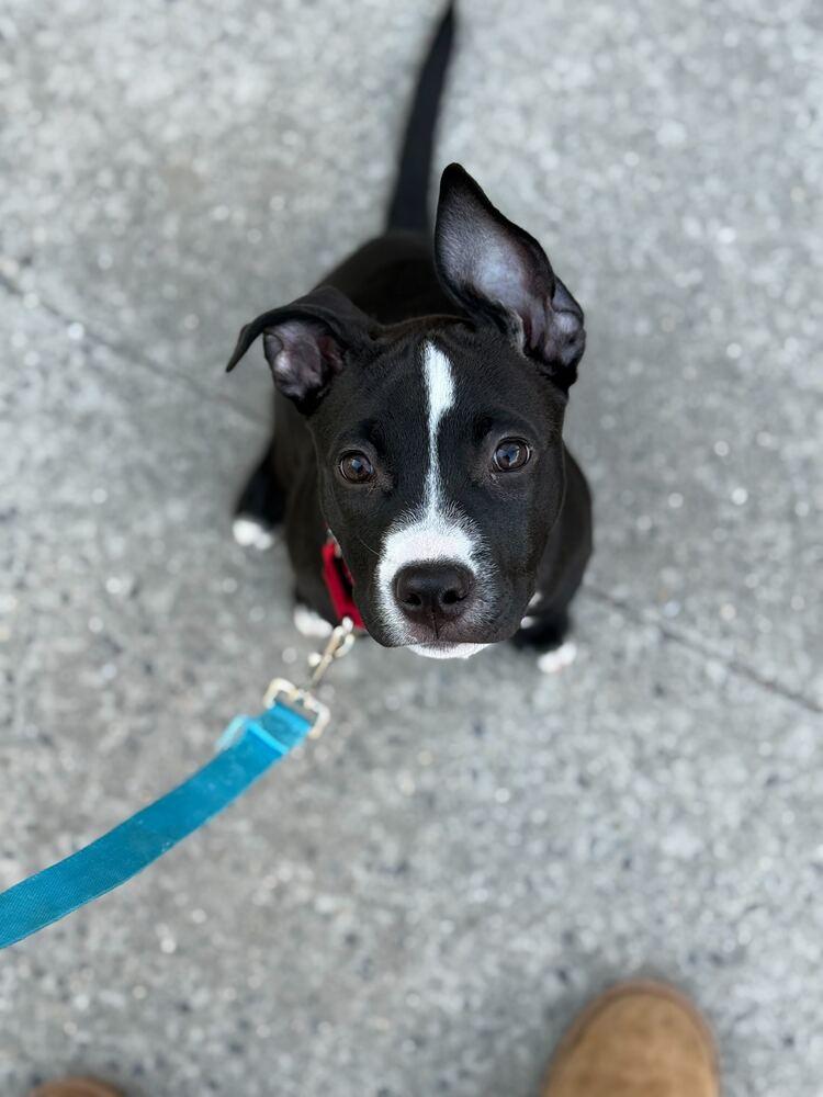 Enlarge Pip, a Adoptable mixed breed in New York, NY image 2/6