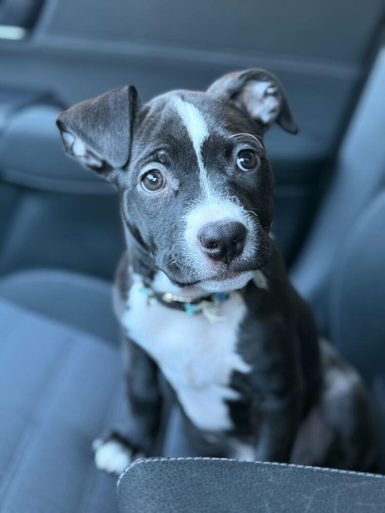 Enlarge Pip, a Adoptable mixed breed in New York, NY image 3/6