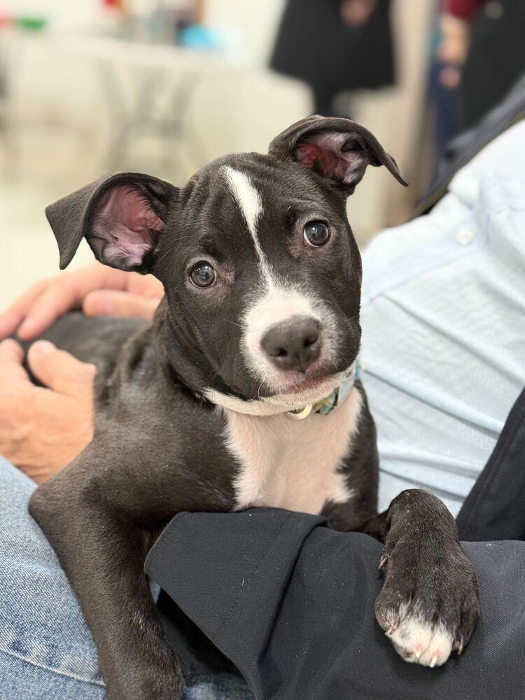 Enlarge Pip, a Adoptable mixed breed in New York, NY image 4/6