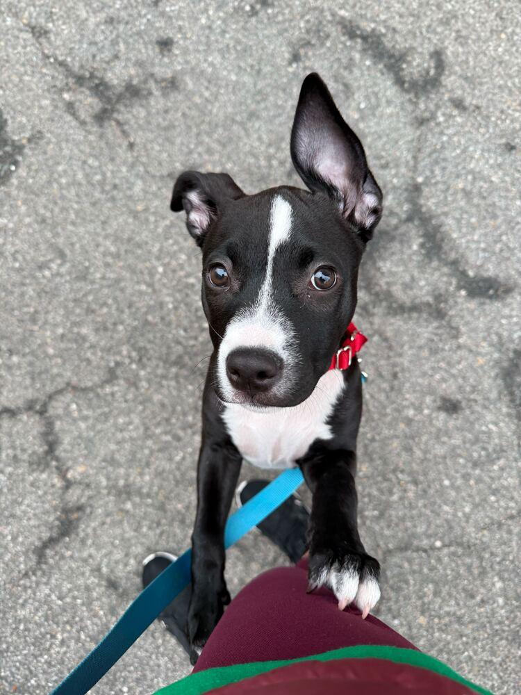 Enlarge Pip, a Adoptable mixed breed in New York, NY image 5/6