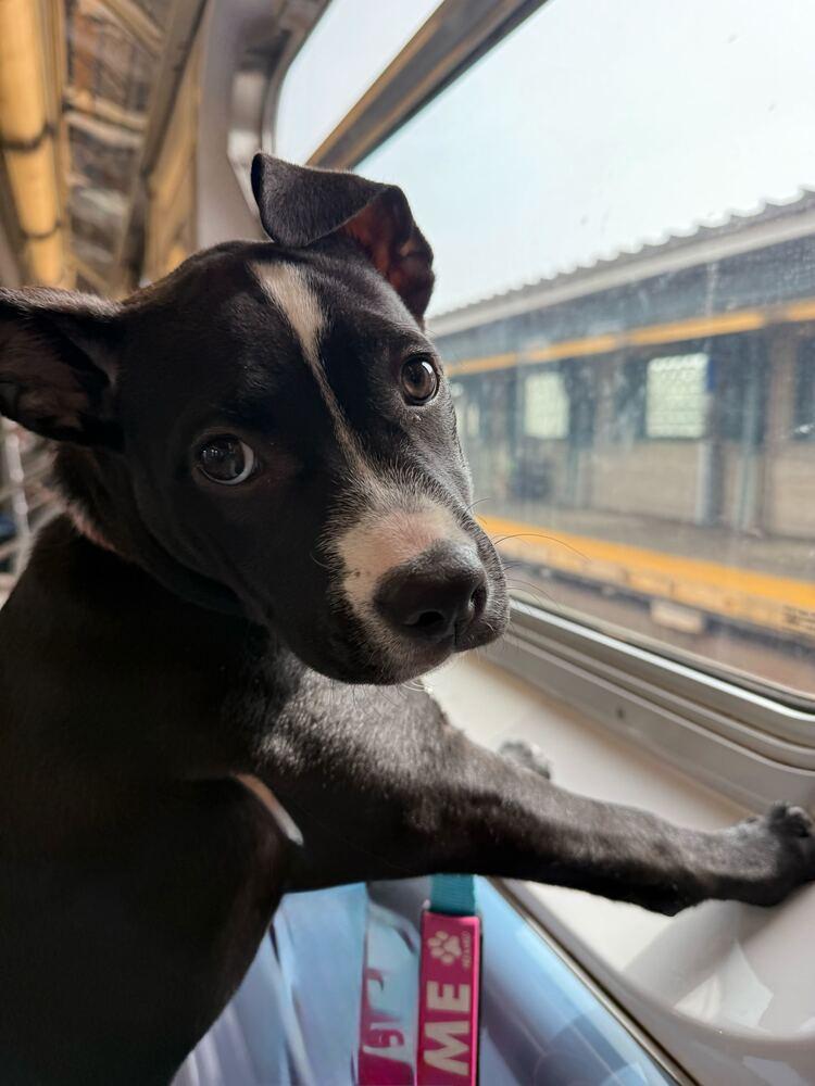 Enlarge Pip, a Adoptable mixed breed in New York, NY image 6/6