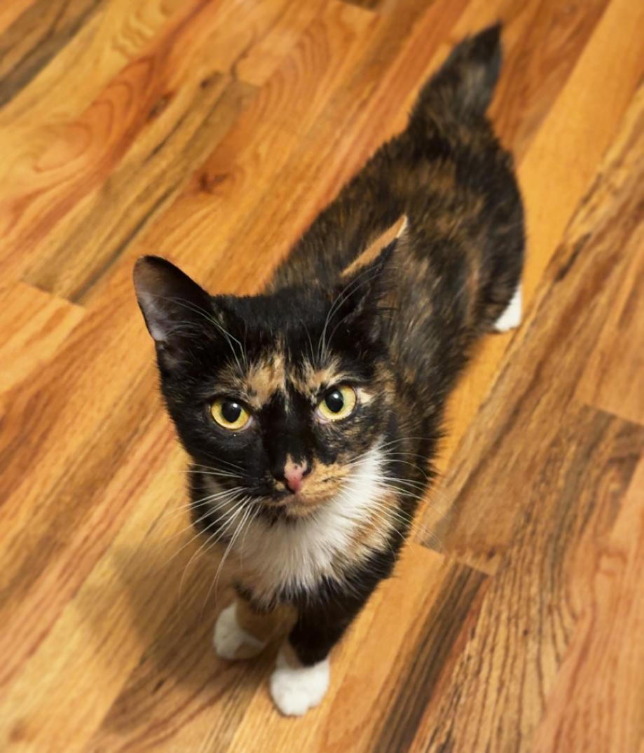 Enlarge Venus, a ADOPTABLE Domestic Short Hair in Asheville, NC image 1/1