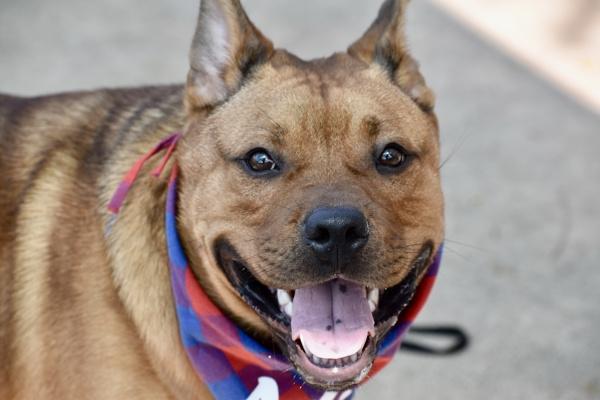 Max, Adoptable, Adult Male Mixed Breed.
