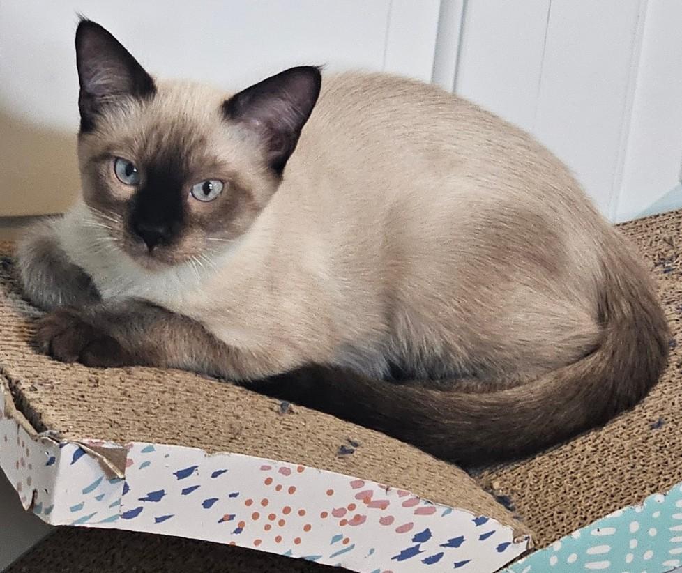 Enlarge Feta, a Adopted Siamese in Springfield, OR image 1/1