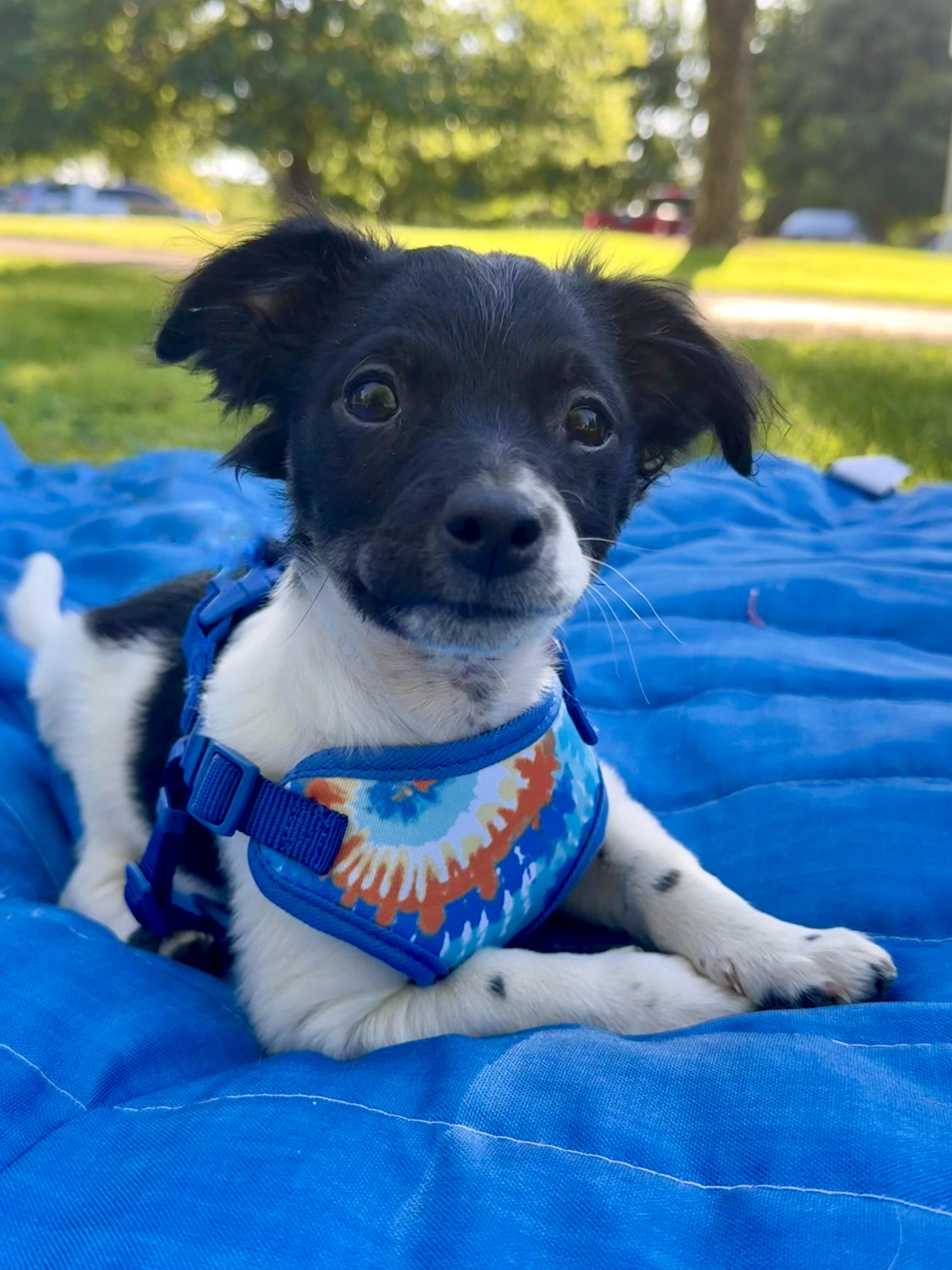 Enlarge York, a Adoptable mixed breed in Twin Falls, ID image 1/4