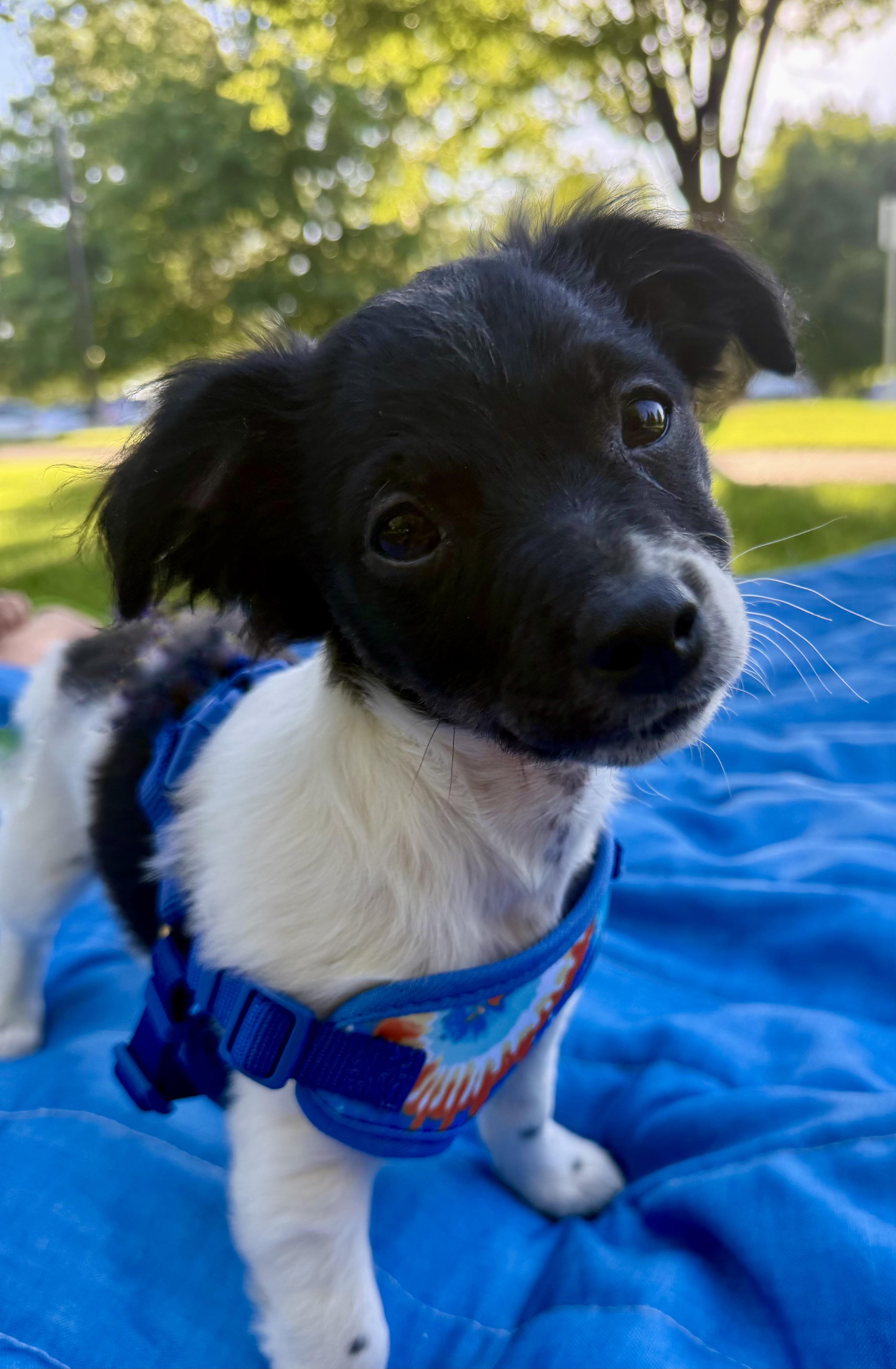 Enlarge York, a Adoptable mixed breed in Twin Falls, ID image 2/4