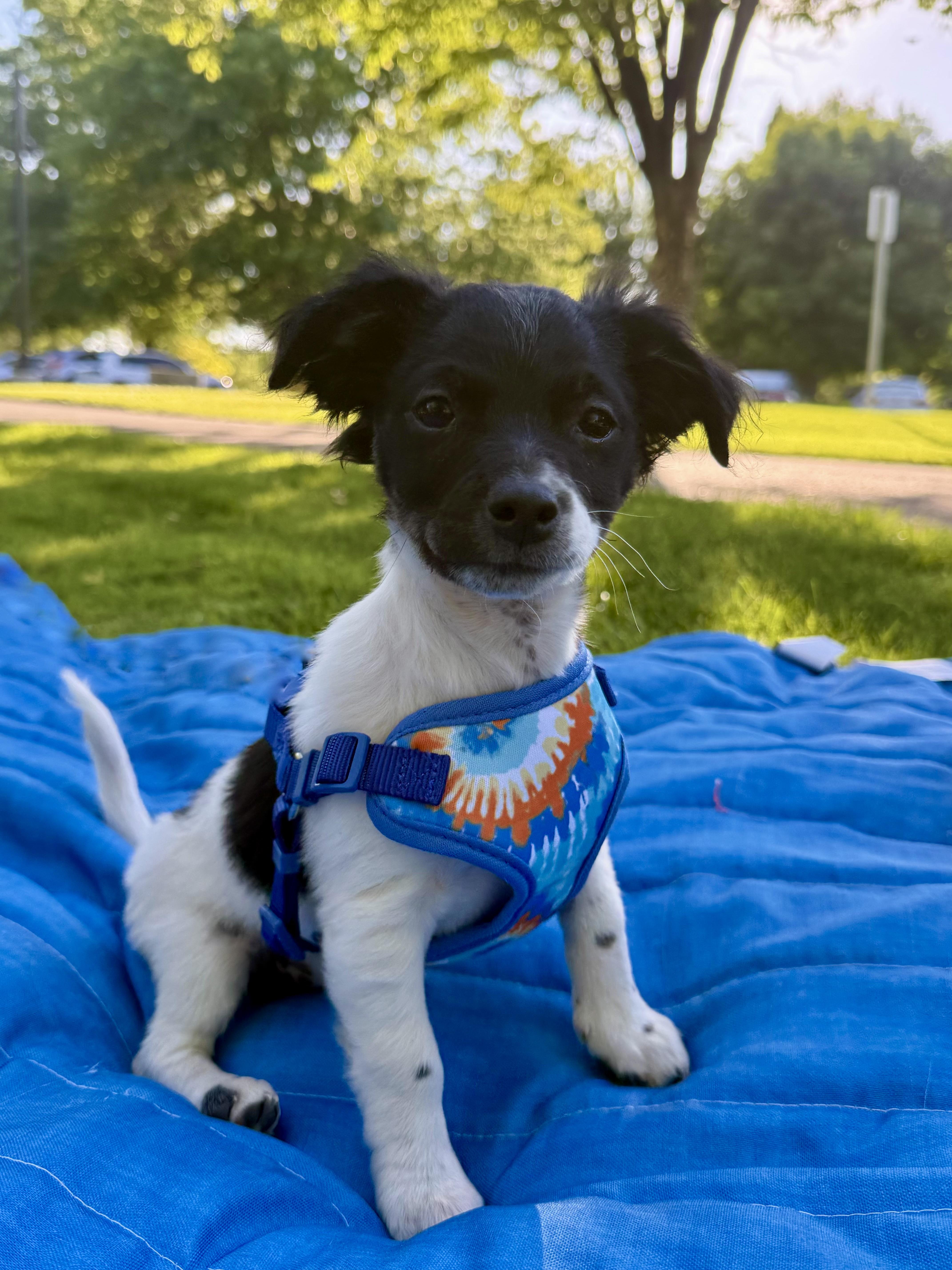 Enlarge York, a Adoptable mixed breed in Twin Falls, ID image 3/4