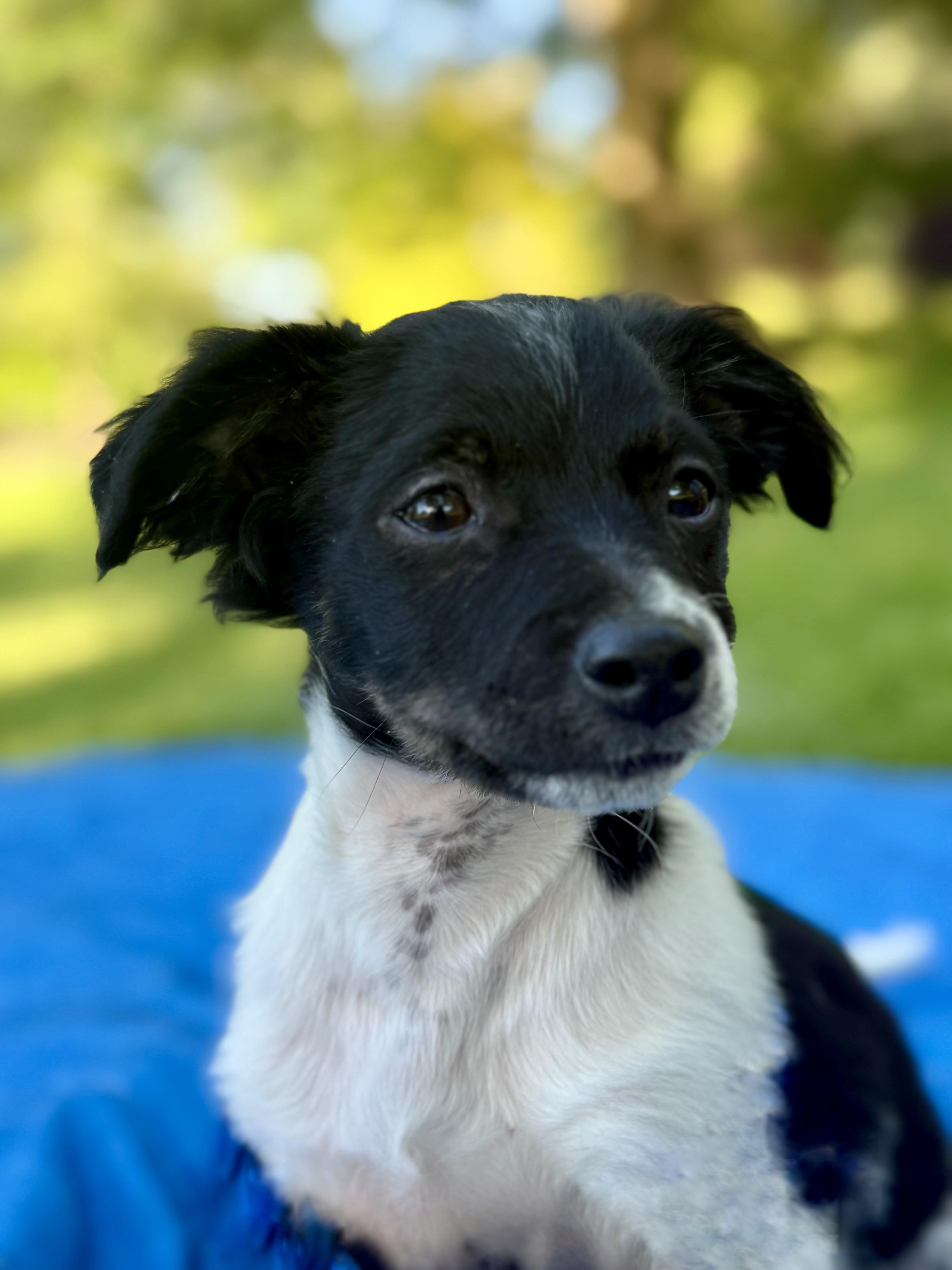 Enlarge York, a Adoptable mixed breed in Twin Falls, ID image 4/4