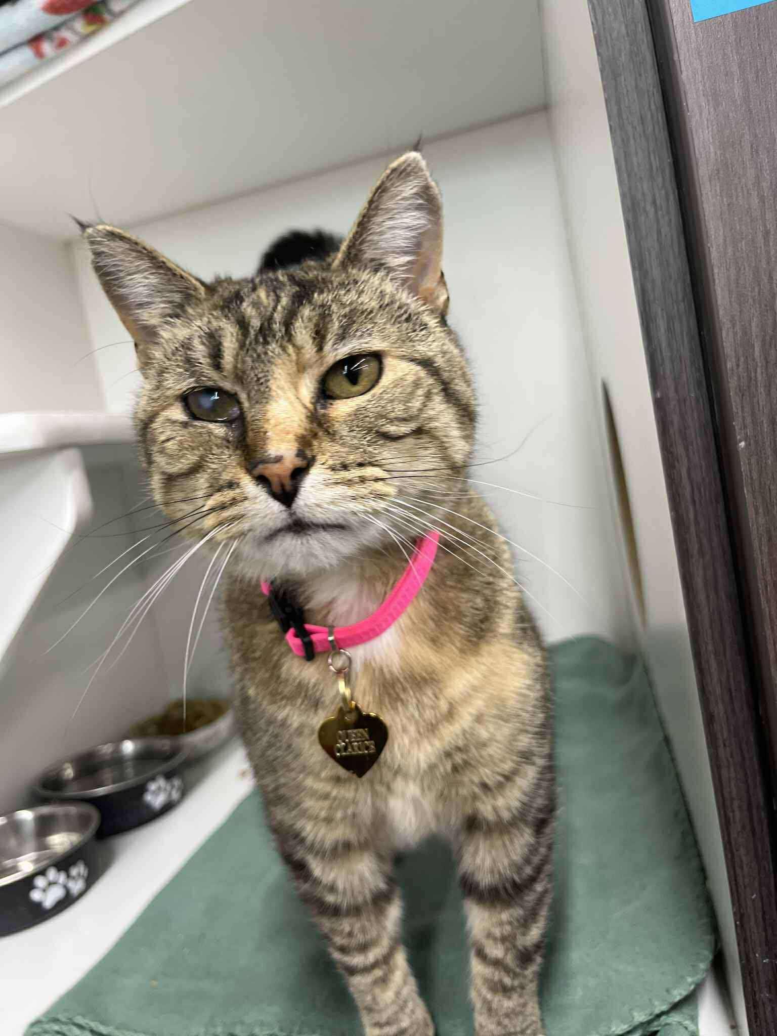 Clarice, Adult Female unknown