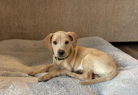 Enlarge Scooper, a ADOPTABLE Mixed Breed in Schaumburg, IL image 2/5