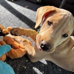 Enlarge Scooper, a ADOPTABLE Mixed Breed in Schaumburg, IL image 3/5