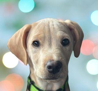 Enlarge Scooper, a ADOPTABLE Mixed Breed in Schaumburg, IL image 1/5