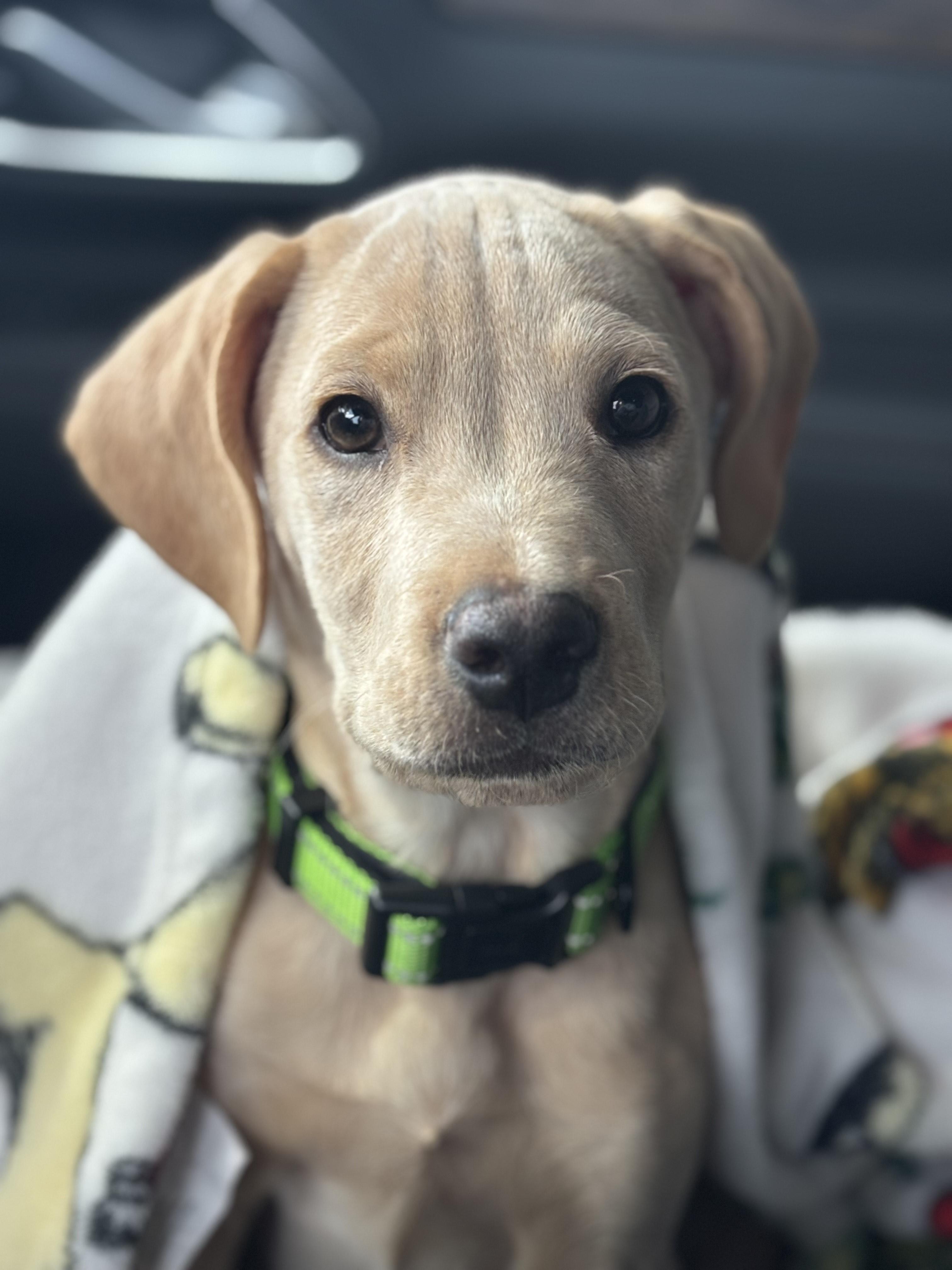 Enlarge Scooper, a ADOPTABLE Mixed Breed in Schaumburg, IL image 4/5